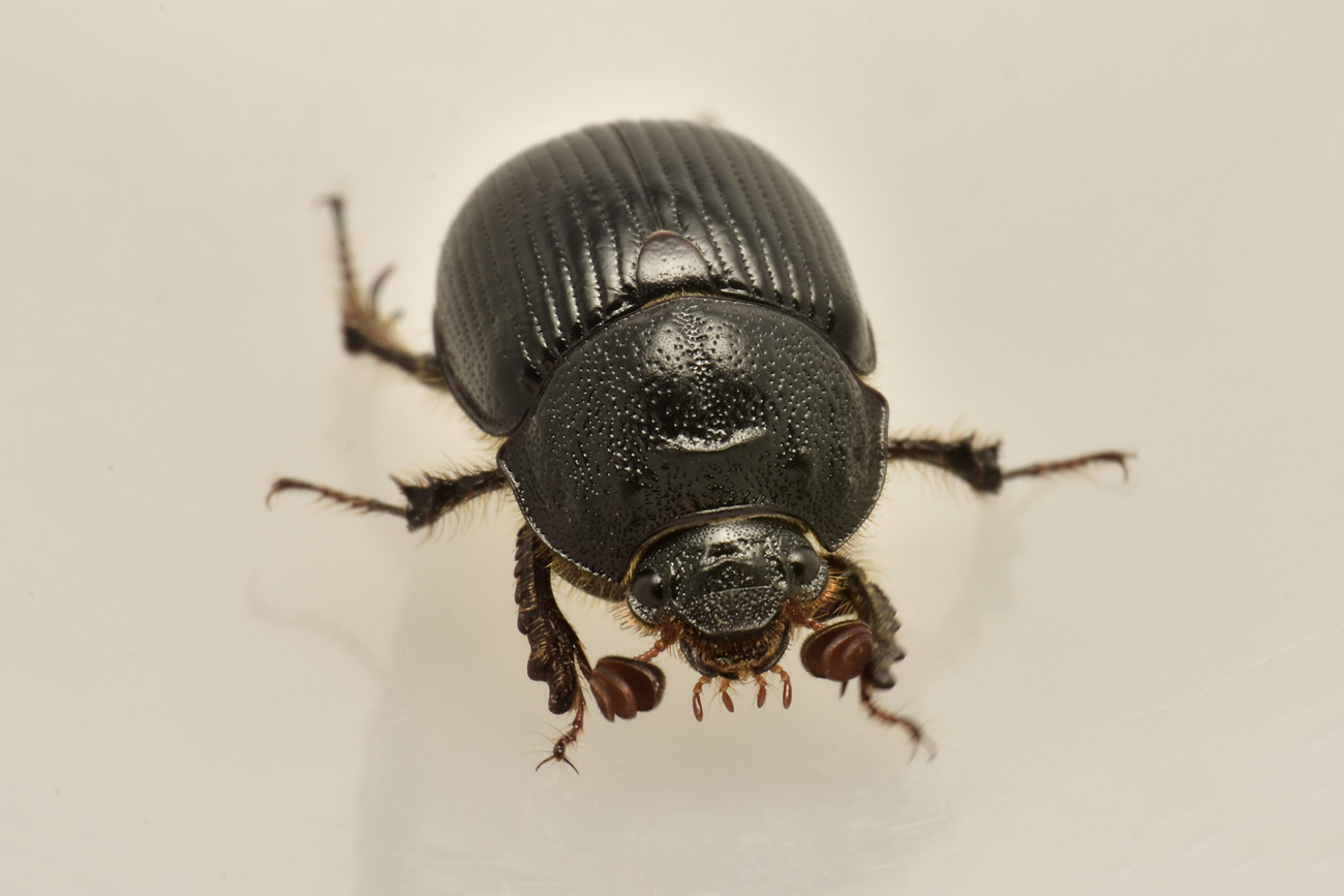 Geotrupidae: Odonteus armiger? S.